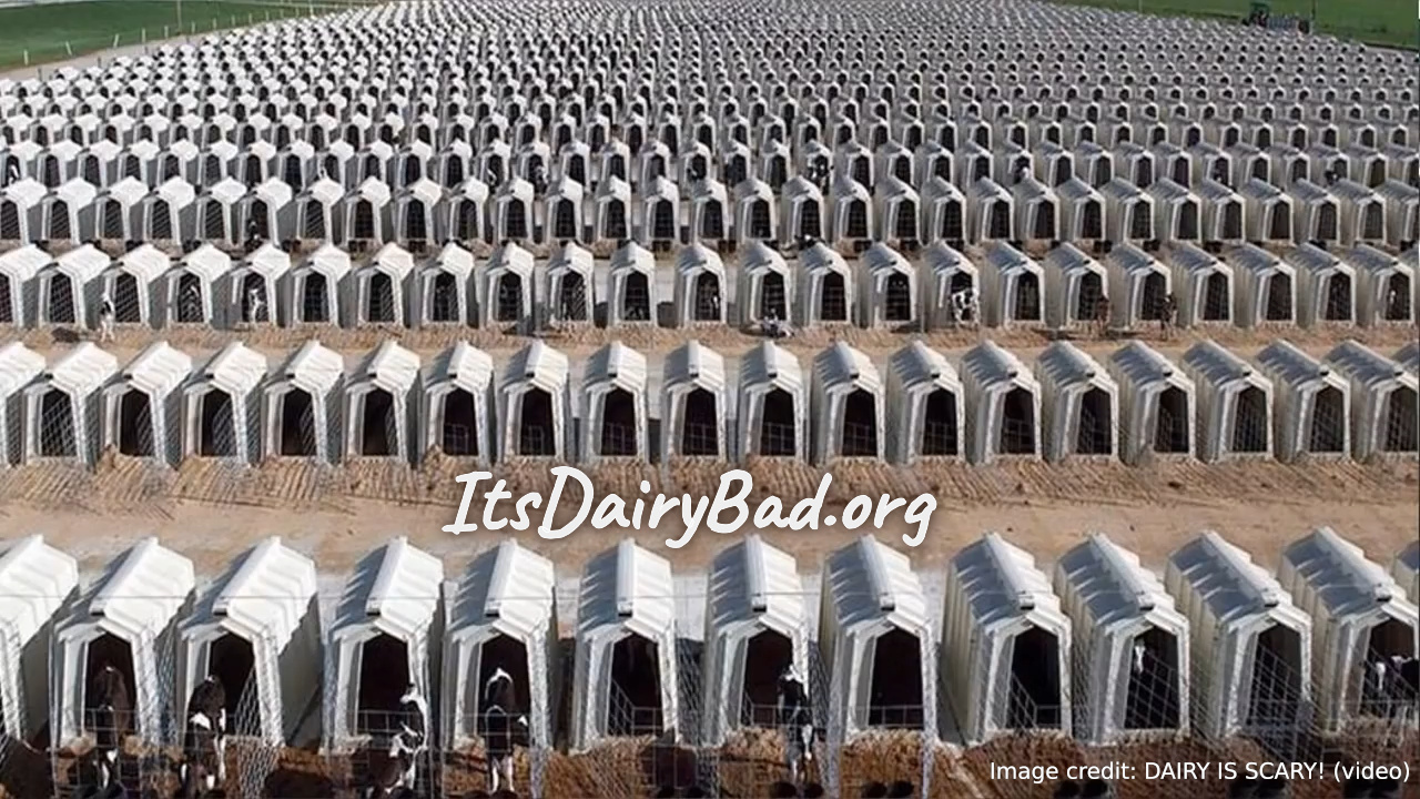 ItsDairyBad.org